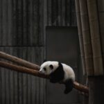 Panda on branch by Ningyu He on Unsplash
